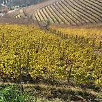 Dimore Granaio Nr5 Wine & Countryside Experience, Welcome Box, Free Parking & Pool Apartamento