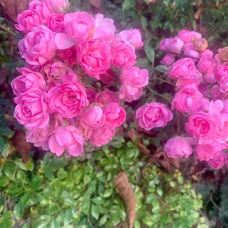 Dimore Granaio Nr5 Wine & Countryside Experience, Welcome Box, Free Parking & Pool Asti