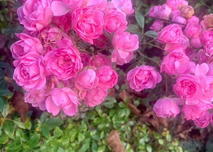 Dimore Granaio Nr5 Wine & Countryside Experience, Welcome Box, Free Parking & Pool Asti