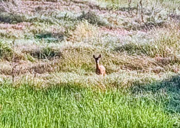 Dimore Granaio Nr5 Wine & Countryside Experience, Welcome Box, Free Parking & Pool * Asti